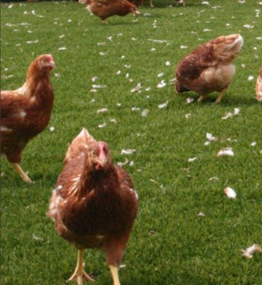 kippen-en-kunstgras-eten-ze-dat-op